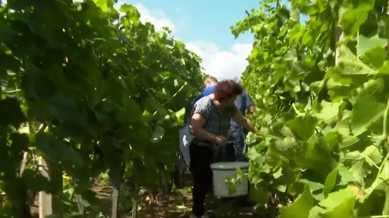 Počela je berba Solarisa: 'Bože moj, ovo je fenomenalno, moram to imati i evo danas je to tu'