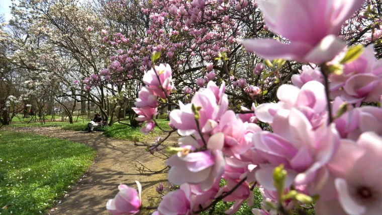 Očajni podaci: Hrast, magnolija i javor među 30 su vrsta drveća kojima prijeti izumiranje. A to nije najgore