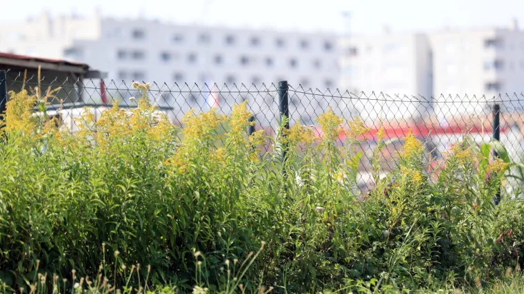 Cijeli tjedan nastavlja se fino i pristojno kasnoljetno vrijeme, ali alergičari moraju pripaziti!