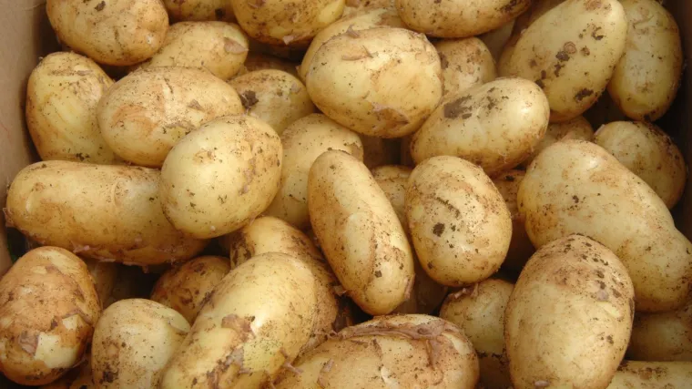 Ako primijetite ovo na krumpiru nikako ga nemojte jesti, razlog je ozbiljan