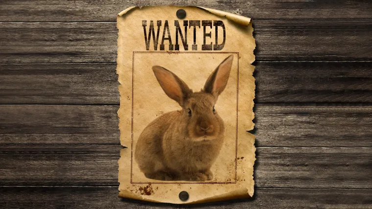 Gdje su nestali kunići s Lokruma? Direkt doznao sudbinu najpoznatijih stanovnika otoka - poharao ih je virus, ali nije Covid