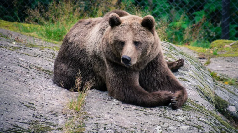 U ustima divljih medvjeda pronađene bakterije otporne na antibiotike! Evo &scaron;to to znači za nas i za&scaron;to je opasno
