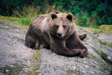 U ustima divljih medvjeda pronađene bakterije otporne na antibiotike! Evo &scaron;to to znači za nas i za&scaron;to je opasno