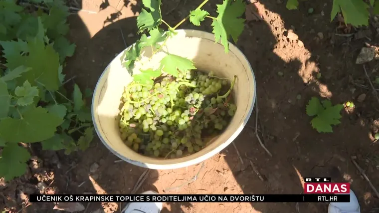 Dok se čeka da plavac mali dozrije, na Pelješcu se bere bijelo grožđe