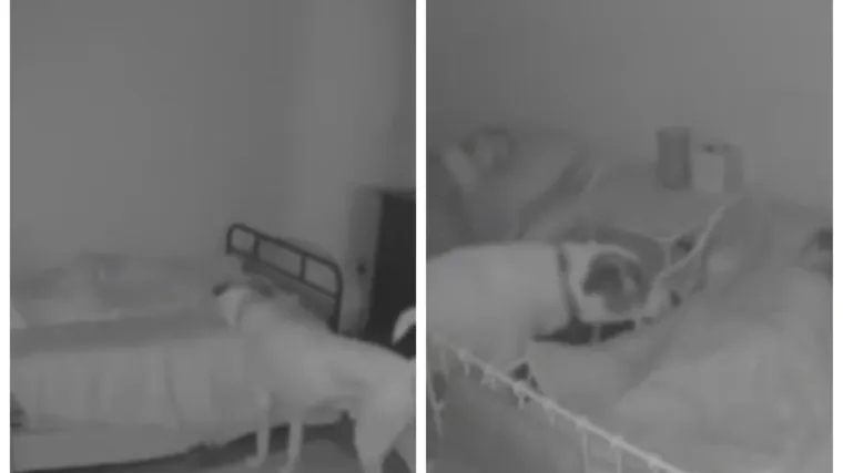 Snimile ga nadzorne kamere: Ovaj pas obilazi svoje vlasnike dok spavaju - kako bi se uvjerio da je sve okej