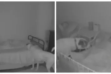 Snimile ga nadzorne kamere: Ovaj pas obilazi svoje vlasnike dok spavaju - kako bi se uvjerio da je sve okej