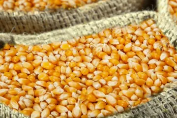 &Scaron;ok u Klani! Dvojica 'maznuli' tonu kukuruza: Jesu li se prepali nesta&scaron;ice hrane?