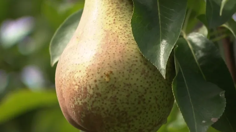 Mraz nije po&scaron;tedio ni kru&scaron;ku. Voćari ne pamte ovako lo&scaron;u godinu, a postoji i jo&scaron; jedan problem: 'Sve je teža situacija'