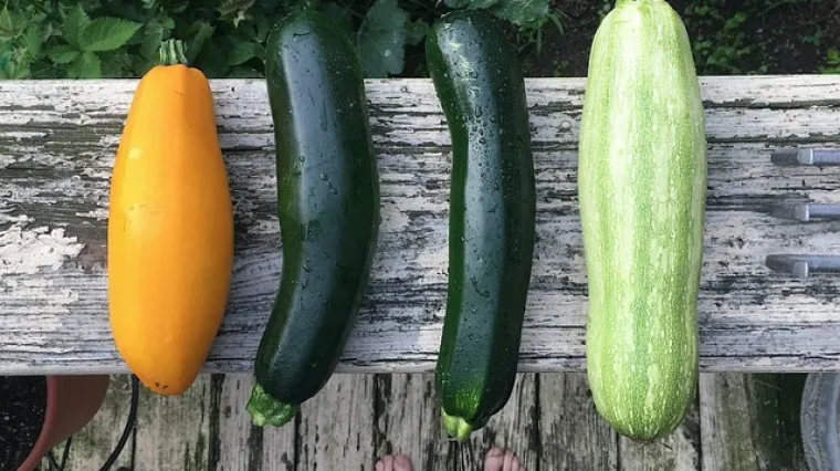 Ukrasne tikvice - tikvice za jelo, ali i za ukras