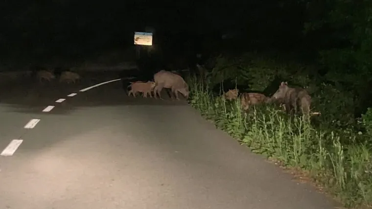 Kuda sve ne idu divlje svinje, pitaju se mje&scaron;tani Križi&scaron;ća: 'Najgore je kada dođe krmača s ovim mladima, bojimo se'