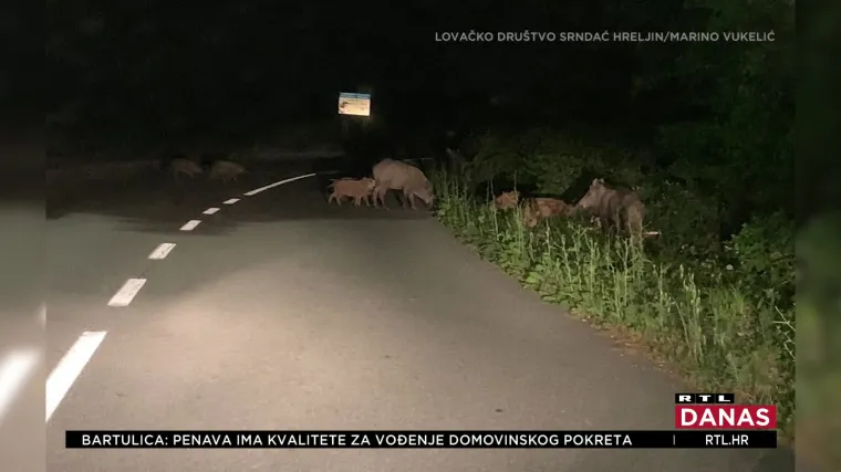Kuda sve ne idu divlje svinje, pitaju se mještani Križišća: 'Najgore je kada dođe krmača s ovim mladima, bojimo se'