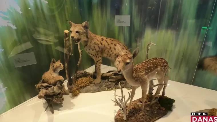 Kakav postav u Gorskom Kotaru: Ženka i mladunče risa, minerali, ledenjačka morena, huk vjetra i &scaron;um vode...