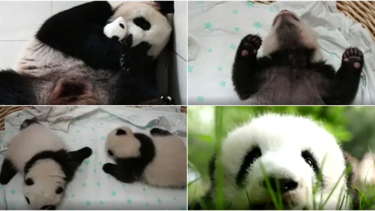 VIDEO Hoćemo li pande zaista spasiti: Rođeno je 24. novorođenče &scaron;to ukazuje na procvat populacije