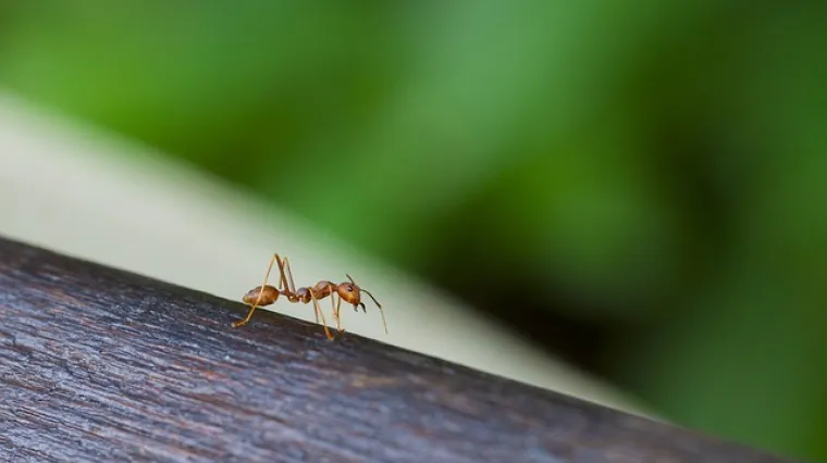 Sol protiv mrava - kako sol djeluje protiv mrava