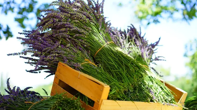 Lavanda protiv mrava  - riješite se mravi na prirodan način