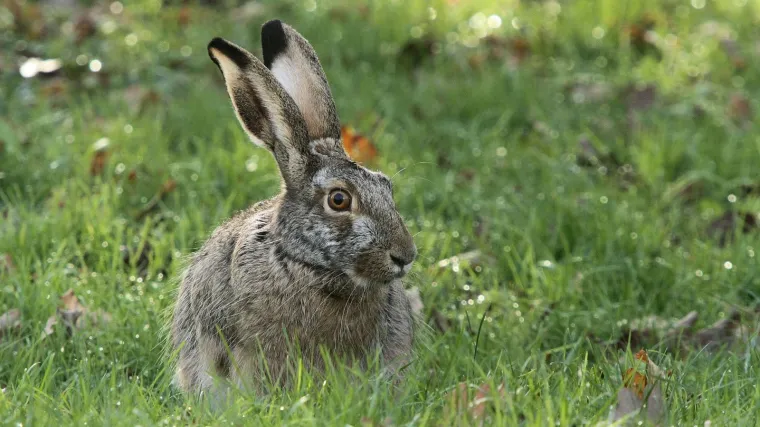 U Hrvatskoj ima sve manje divljih zečeva: Srećom tu su uzgajivači zahvaljujući kojima se stanje poku&scaron;ava popravit