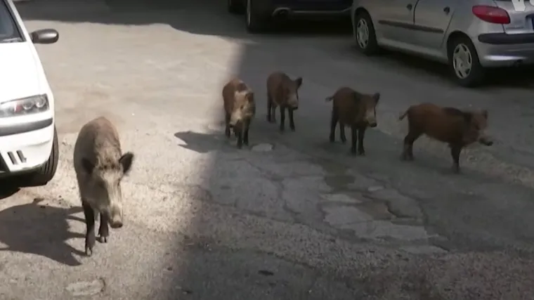 VIDEO Pogledajte divlje svinje koje lutaju ulicama Rima. Evo &scaron;to se točno dogodilo?