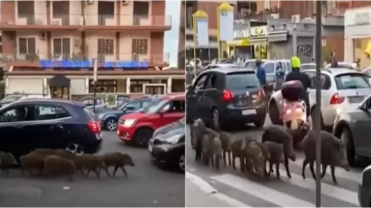 Gradonačelnici Rima na predstojećim izborima prijete divlje svinje. Ali ona uzvraća udarac