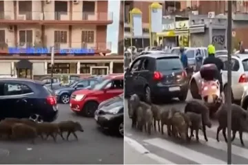 Gradonačelnici Rima na predstojećim izborima prijete divlje svinje. Ali ona uzvraća udarac