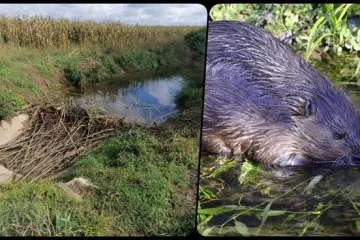 Dabrovi se namnožili na karlovačkom području! Uni&scaron;tili su velik broj vrba uz Koranu