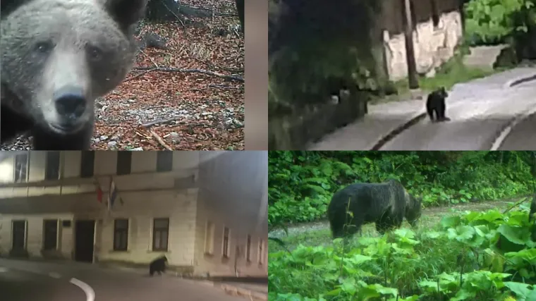 Stanovnici Vrbovskog sve če&scaron;će u bliskom susretu s medvjedima: U potrazi za hranom pusto&scaron;e jabuke, viđeni i kod dućana