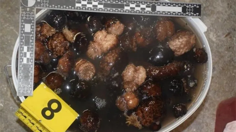 Mu&scaron;karac kod Zadra uhvaćen s čak 148 kilograma zabranjenih morskih trpova