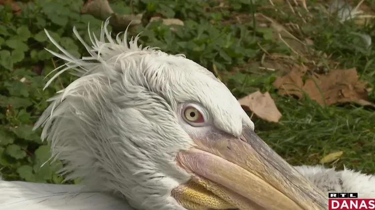 Veliko izumiranje u svijetu osjeti se i u Hrvatskoj. Posjetili smo mjesta gdje čuvaju zadnje pripadnike životinjskih vrsta