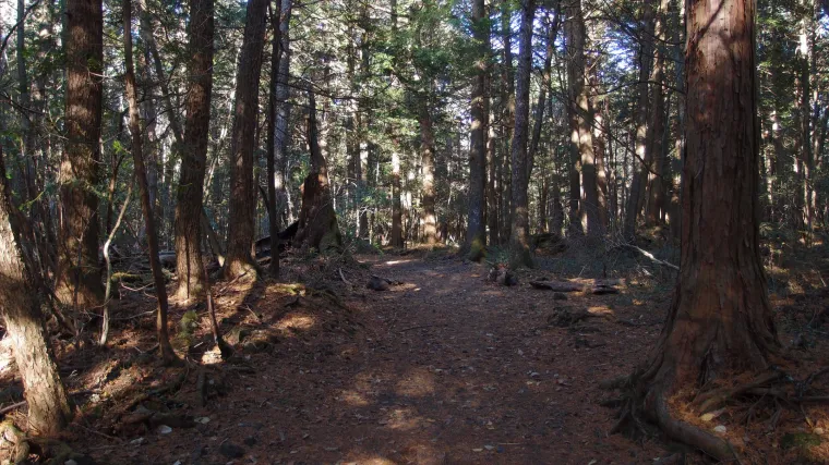 Više ih nema, niti će ih ikad više biti: Proglasili su čak 23 životinjske vrste izumrlima, a krivac je - čovjek