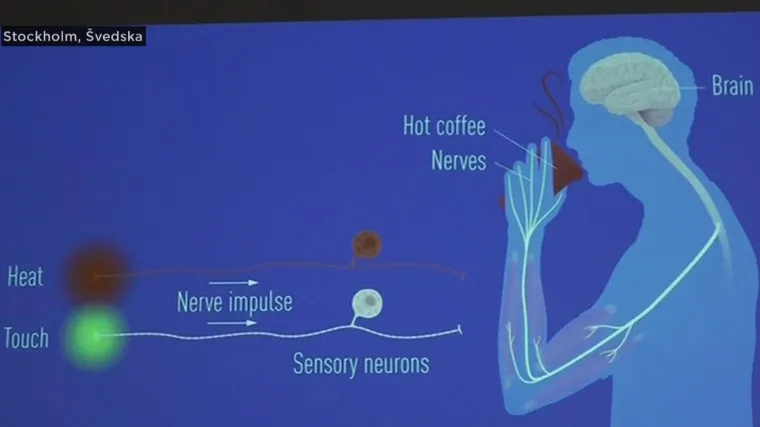 Ovo su dobitnici Nobelove nagrade za medicinu: "Spavao sam kad mi je mobitel počeo zvoniti.  Pomislio sam da je riječ o &scaron;ali'