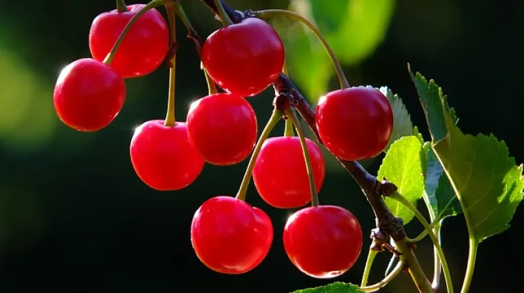 Kako iskoristiti vi&scaron;nje iz vi&scaron;njevca?