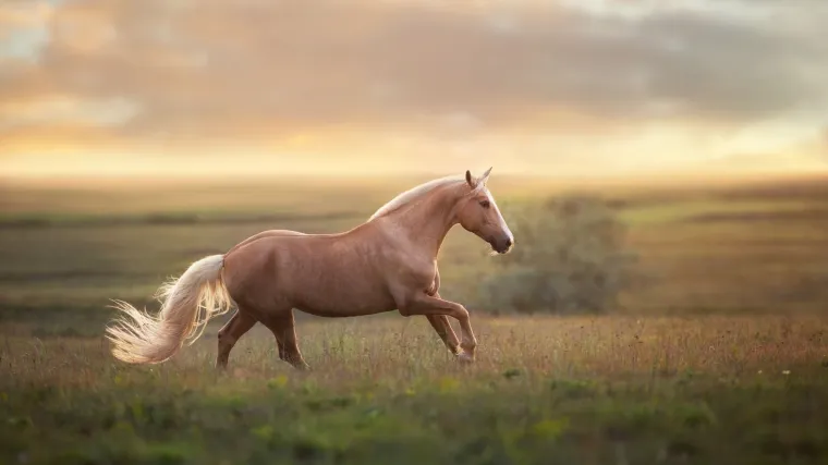 Čestitamo! Osvojili ste glavnu nagradu &ndash; palomino konja!