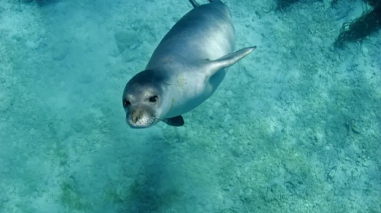 Kod otoka Paga viđena sredozemna medvjedica: Nije je bilo deset godina, a kazna za njeno ubijanje je 100 tisuća kuna
