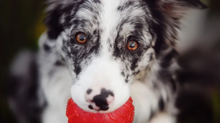 Psi genijalci: Max, Gaia, Nalani, Squall, Whiskey i Rico zapamtili su imena vi&scaron;e od 28 igračaka, a neki čak vi&scaron;e od 100