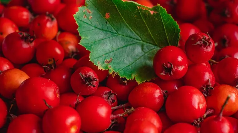Koja je osnovna razlika između crvenog i bijelog gloga