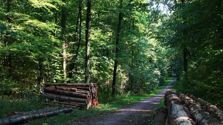 Razlika između štapova za planinarenje i nordijsko hodanje