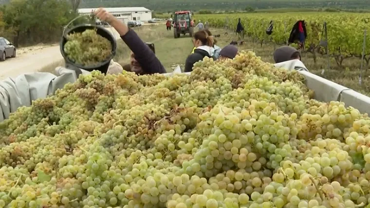 Masovna turistička berba grožđa već tradicionalno je privukla brojne znatiželjnike, ali danas se i&scaron;lo i po vino s vlastitim imenom