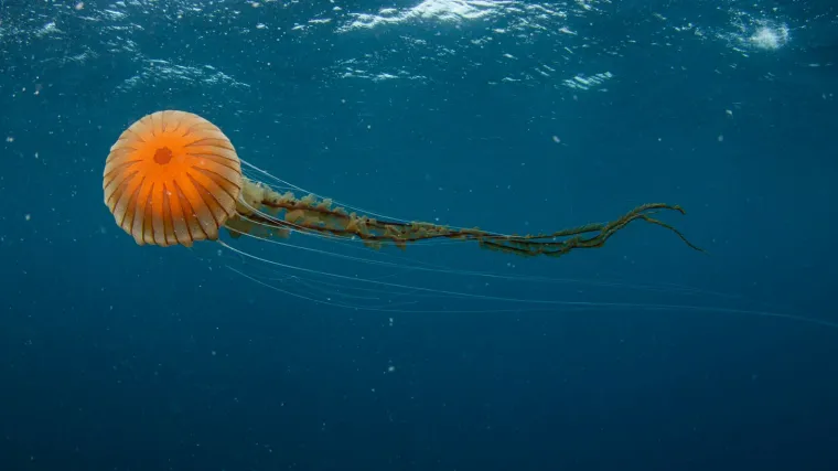 FOTO Splitski znanstvenici snimili ogromnu meduzu: 'Ovako veliki primjerak nikad nismo vidjeli!'