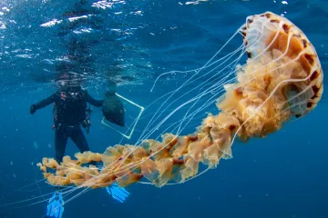 Kraj Trogira meduza duga tri metra! Ronilac za Direkt: 'Zapravo nas je ugodno iznenadila svojom gracioznošću u moru'