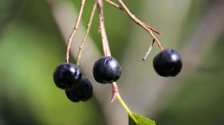 Kako pravilno čuvati sok od aronije