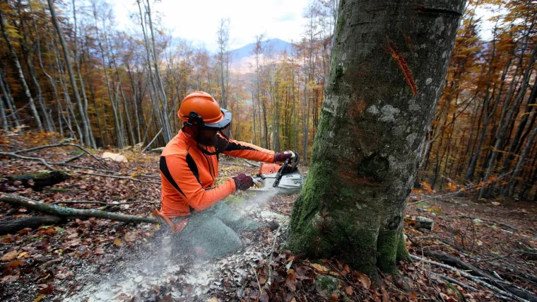 Nestalo 12 milijuna metara kubika drveta? Ured EU javnog tužitelja istražuje prijavu protiv Hrvatskih &scaron;uma