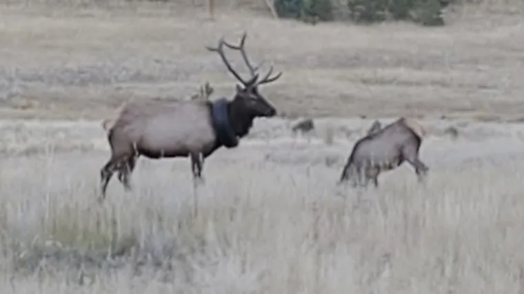 Jelen je dvije godine nosio automobilsku gumu oko vrata, sad su ga napokon uspjeli osloboditi