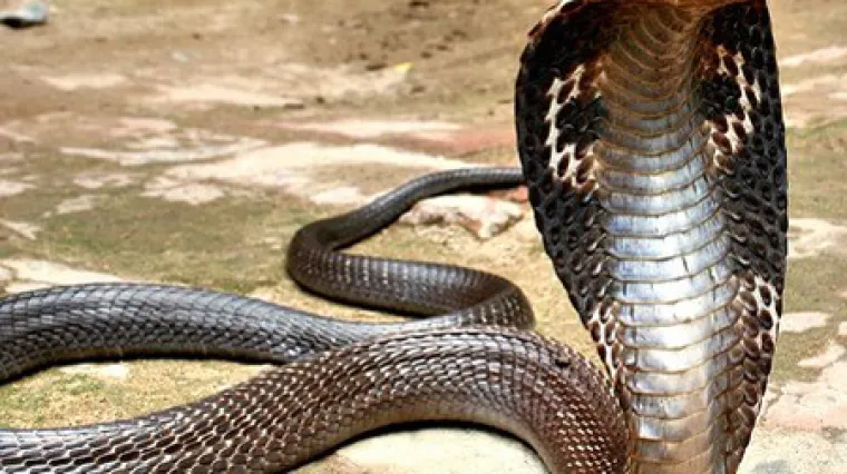 Poslan na doživotnu robiju: Ženu ubio ugrizom kobre. Otkriven jer mu to nije bilo prvi put