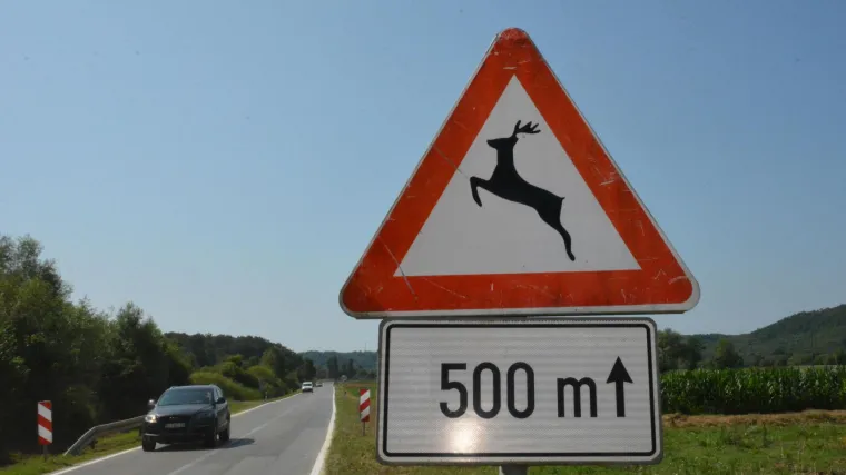 U Istri četiri naleta vozila na divljač u samo jednom danu, zato se uvodi novi sustav za&scaron;tite