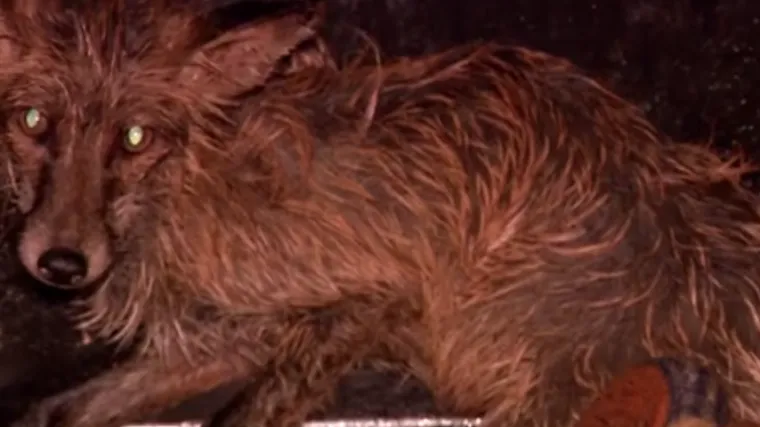 Lisica upala u bazen i nagutala se otpadnog ulja: 'Pitanje je kada je otišao od majke i koliko nije jeo...'