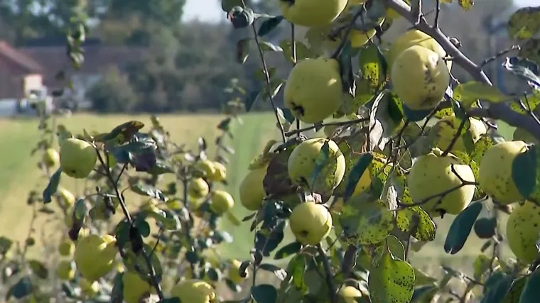 Sezona je dunja, a ekipa RTL Danas sudjelovala je u berbi: Znate li kako se konzumira ovo voće?