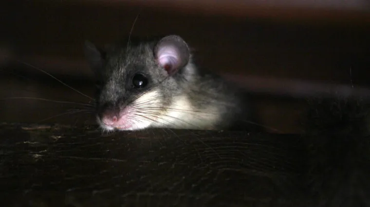 Policija u raciji u Italiji otkrila sanduke zabranjene mafija&scaron;ke delicije &ndash; jede se jo&scaron; samo u Hrvatskoj i Sloveniji