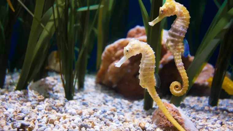 Ugrožen preslatki predator kojega svi vole: Morski konjici pokazatelji su zdravog okoli&scaron;a i u Jadranu ih je sve manje