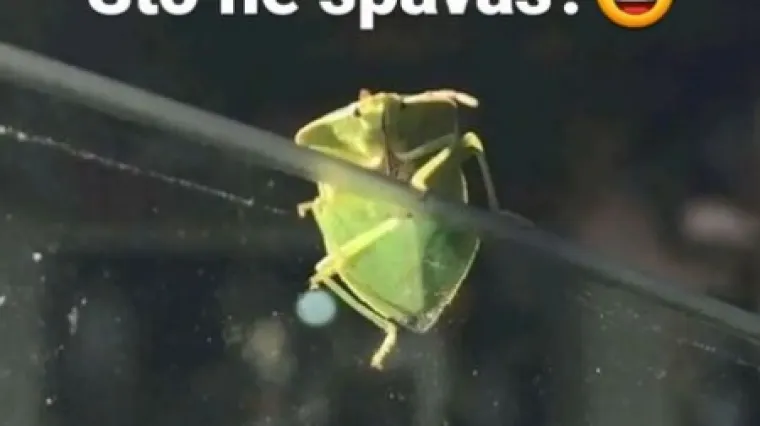 &Scaron;to ne spava&scaron;?