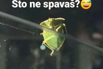 &Scaron;to ne spava&scaron;?