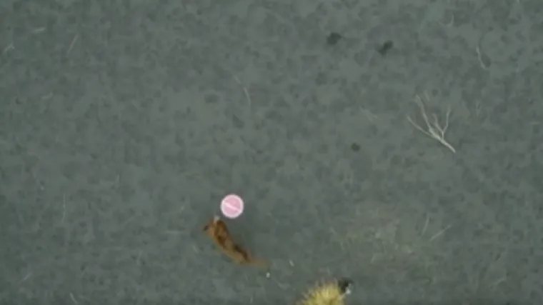 VIDEO Tri psa su već tjednima zatočena blizu vulkana: 'Ovo je prvi put da se životinju spa&scaron;ava dronom, tjednima jedu malo'
